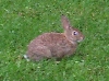 Bunny Two