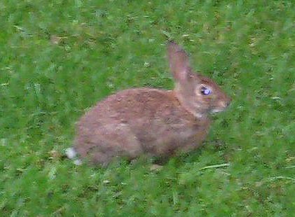 Bunny Two