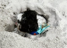 Digging in the sand