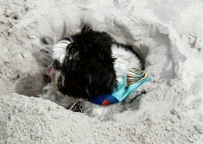 Digging in the sand