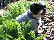 Bush Katie
