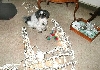 Can't we play...reindeer