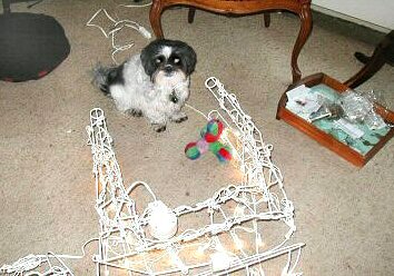 Can't we play...reindeer