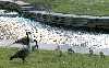 Canada Geese....gosslings