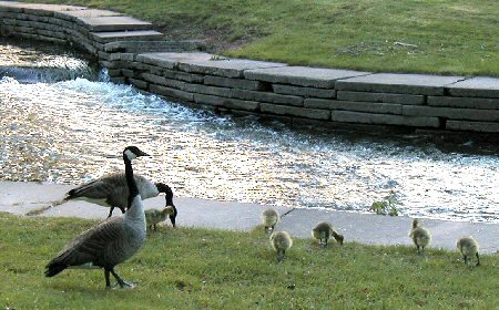 Canada Geese....gosslings