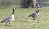 Canada Geese...Dad, Mom...gosslings