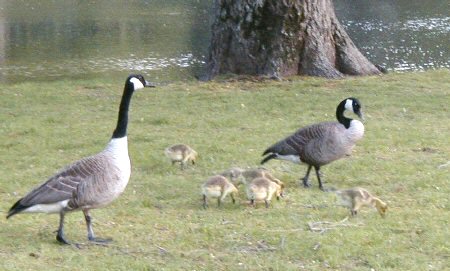 Canada Geese...Dad, Mom...gosslings