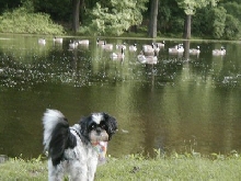 Canada Geese and Katie