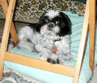 Caught in the act...pillow