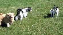 Chico, Benji and Katie