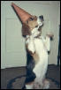 Chipper Halloween