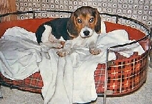 Chipper puppy bed