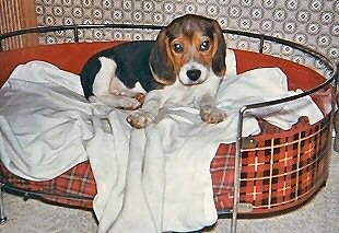 Chipper puppy bed