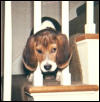 Chipper puppy...head between rungs