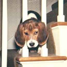 Chipper puppy...head between rungs