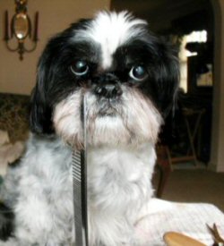 Comb face..