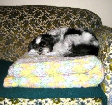Comforter Katie
