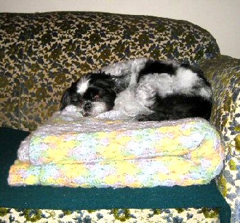 Comforter Katie