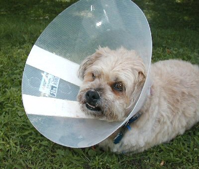Cone Benji