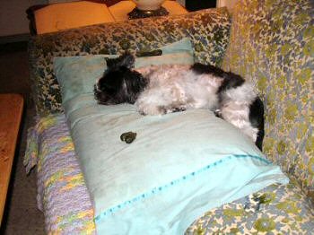Couch...taking over
