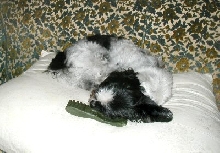 Couch, pillow, bone....