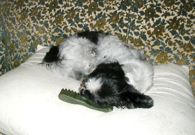 Couch, pillow, bone....