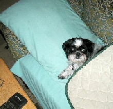 Couch, pillow, Katie