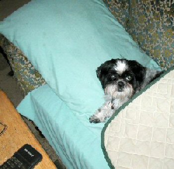 Couch, pillow, Katie