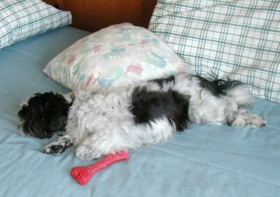 BB bone Katie