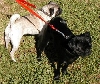 Dennis and Daisy