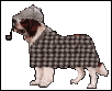 Detective Dog