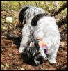 Digging hole for ball