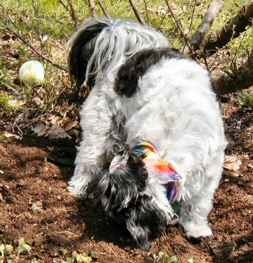 Digging hole for ball