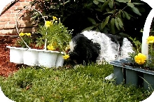 Digging in...Katie flowers