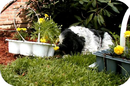 Digging in...Katie flowers