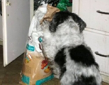 Dog food Katie