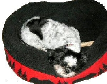 Dog tired two