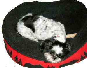 Dog tired two