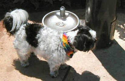 Katie at doggie fountain