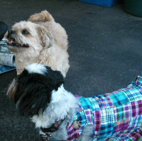 Dress Benji & Katie