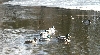 Ducks...ice