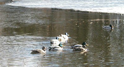 Ducks...ice