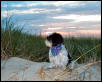 Dunes Katie