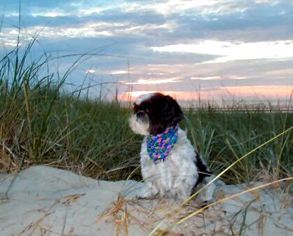Dunes Katie