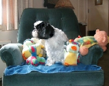 Easter Bunny