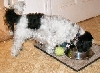 Eating....tennis ball