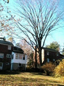 Elm Tree anim
