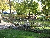 Elm tree limb
