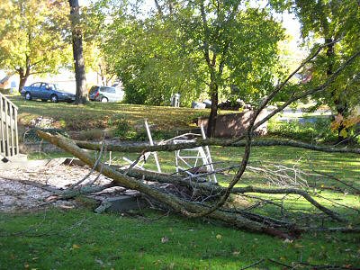 Elm tree limb