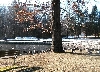 Fern...geese and ducks
